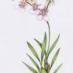 Collection Botanical art