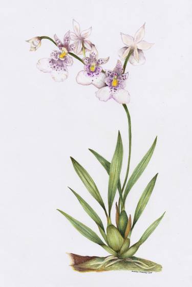 Orchid (Caucaea phalaenopsis) thumb