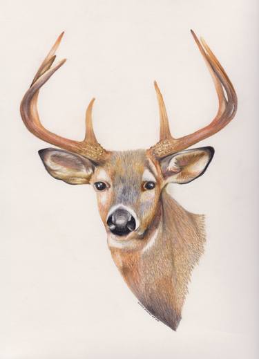 White-tailed Deer Illustration thumb