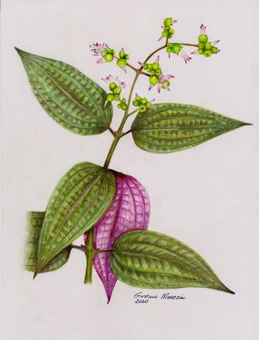 Medicinal plants:  Triana (Aciotis purpurascens) thumb