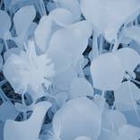 Lillies by Shawn Ehlers