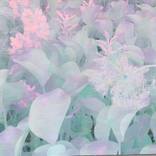 Elysium Gardens by Shawn Ehlers
