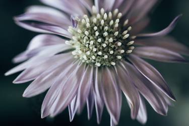 Original Floral Photography by Wendy Baker