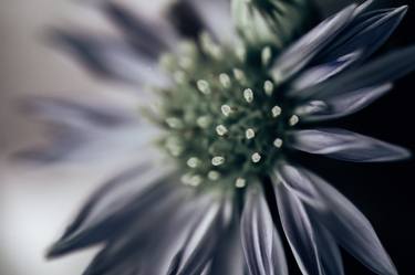 Original Conceptual Floral Photography by Wendy Baker