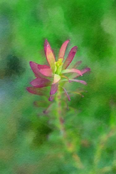 Print of Expressionism Nature Photography by Wendy Baker