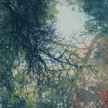 Woodland clearing by Caroline Marg Elliott