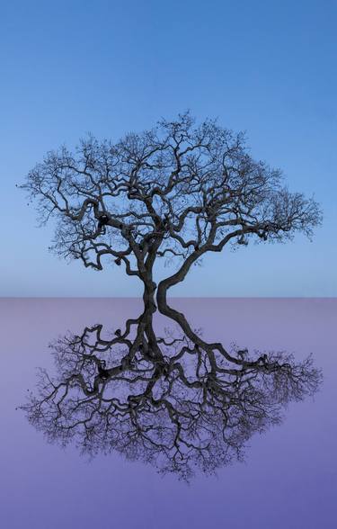 Print of Abstract Tree Photography by Dawn Bowery