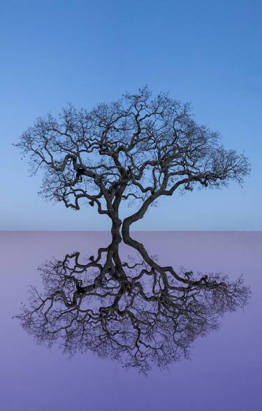 Original Abstract Tree Photography by Dawn Bowery