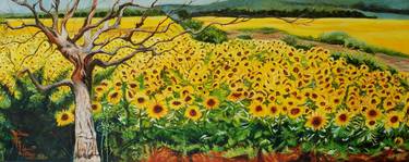 Sunflower fields thumb
