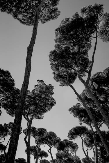 PINES OF VILLA BORGHESE 2/6Edition thumb