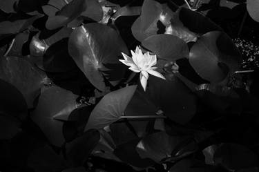 Print of Fine Art Botanic Photography by Berina Kadic