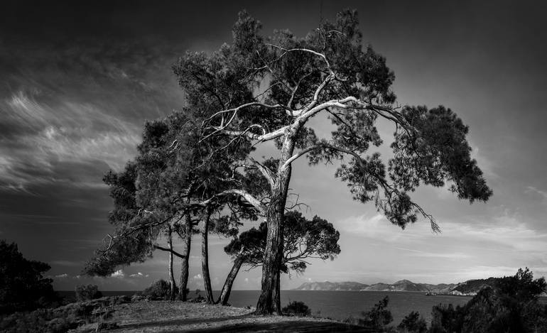 Original Landscape Photography by Oleksandr Kovhsun | Other Art on Paper | Pine tree on the sape - Limited Edition 1 of 7