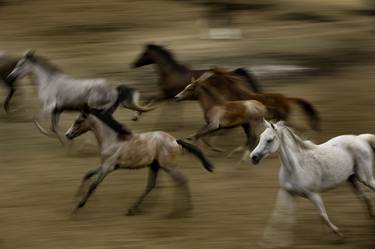 Print of Horse Photography by REZA Deghati