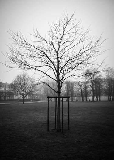 Tree in The King's Garden - Limited Edition 1 of 20 thumb