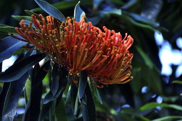 Waratah thumb