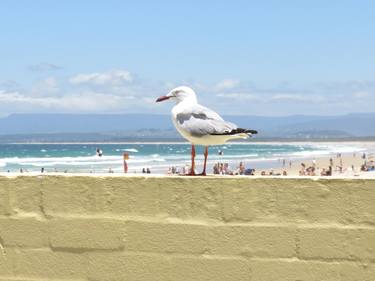 Seagull thumb