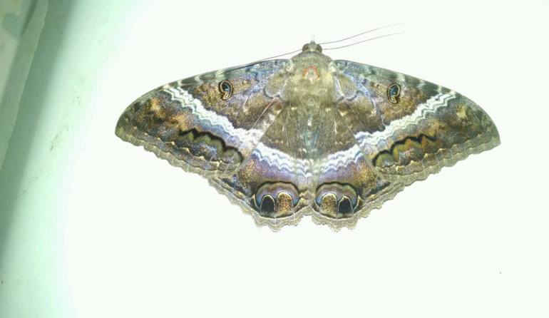 Ancestral Moth Photography by Tracyann Wight | Saatchi Art