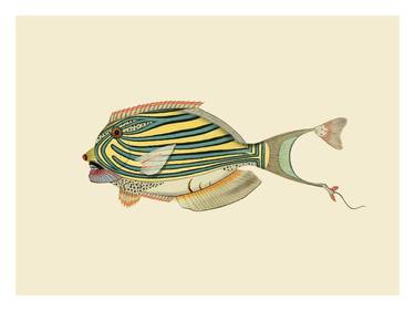 Saatchi Art Artist BoWo Studio; Collage, “Infertile fishes: Allocyttus Pseudolais (collage) | Limited edition of 100” #art