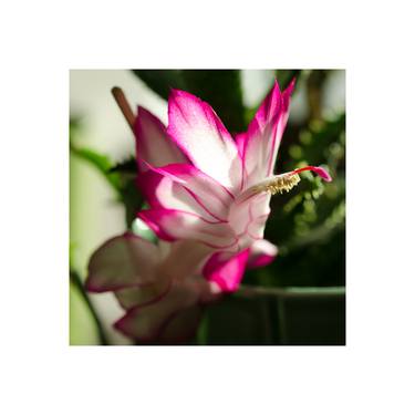 Print of Floral Photography by Gokce Gezgin Us