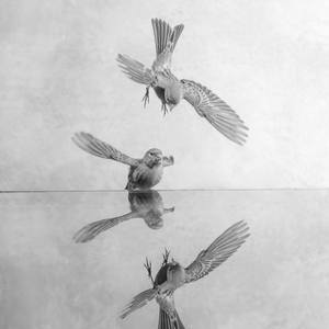 canaries dance - Limited Edition 1 of 10