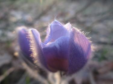 Sleep-flower thumb