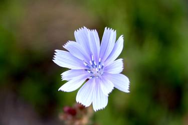 Sky blue flower thumb