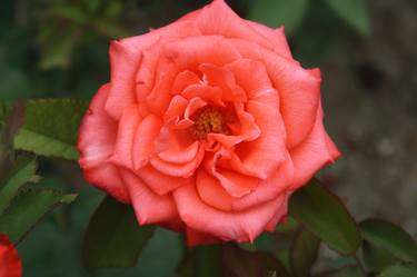 Fairy rose thumb