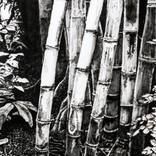Bamboos by Sergio Frutos