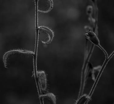 Print of Fine Art Botanic Photography by Johann Kruger