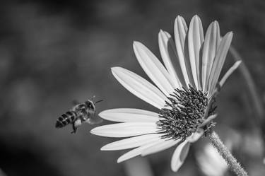 Print of Botanic Photography by Johann Kruger