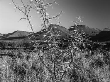 Print of Fine Art Botanic Photography by Johann Kruger