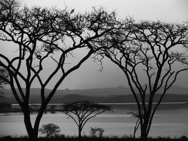 Print of Fine Art Tree Photography by Johann Kruger