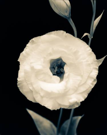 Original Fine Art Floral Photography by David Ash