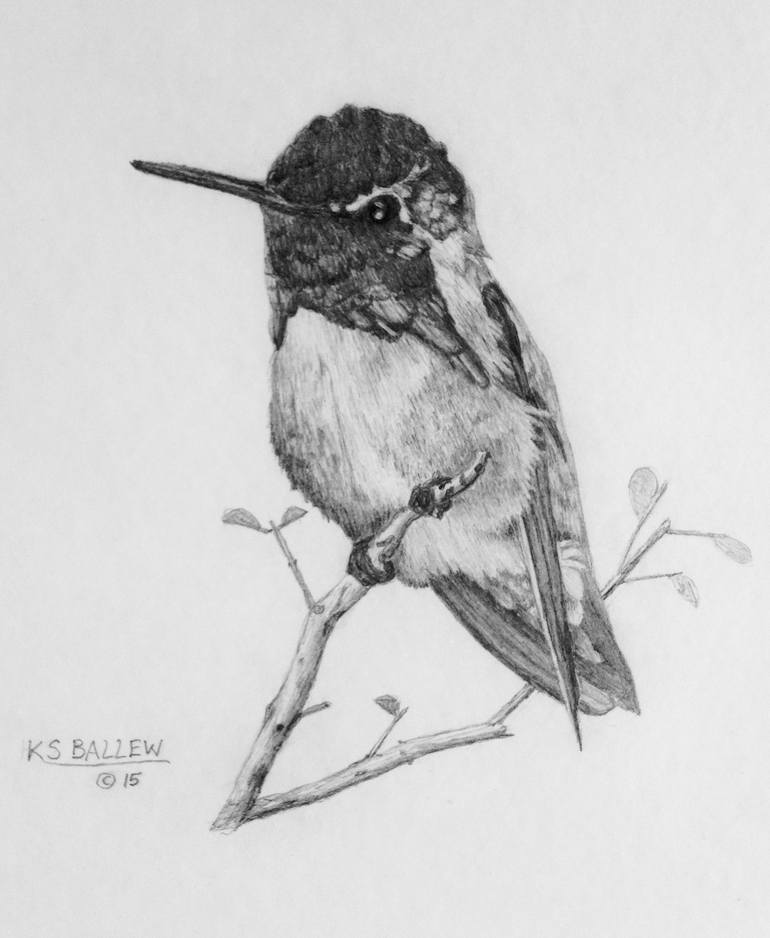 hummingbird charcoal drawing