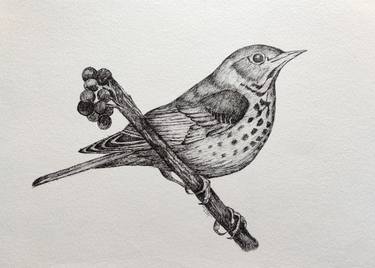 Sparrow (German Ink) thumb