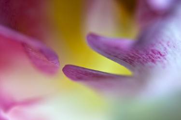 Tulip in macro - 3. thumb