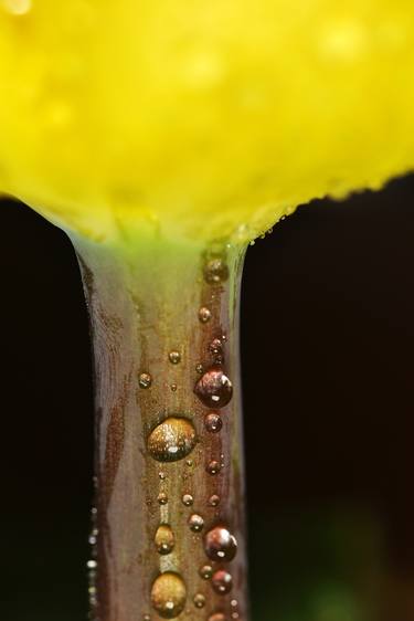 Tulip in macro 2 thumb