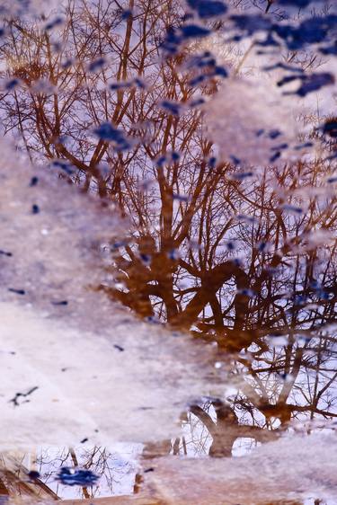 Original Abstract Tree Photography by Jolanta Fabisiak