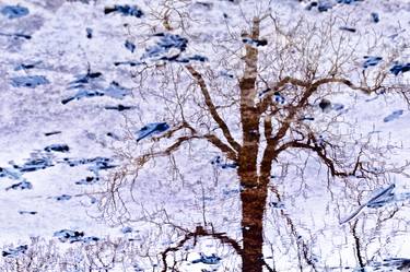 Original Abstract Tree Photography by Jolanta Fabisiak