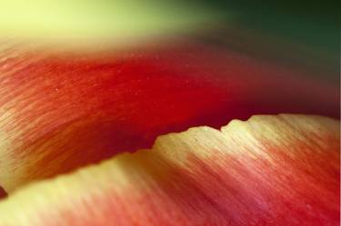 Red-yellow tulip. thumb