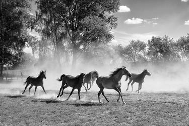 Print of Photorealism Horse Photography by Jolanta Fabisiak