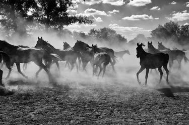 Print of Photorealism Horse Photography by Jolanta Fabisiak