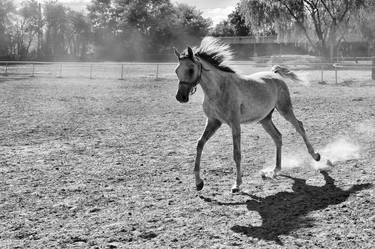 Print of Realism Horse Photography by Jolanta Fabisiak