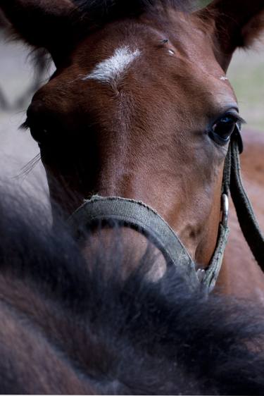 Print of Portraiture Horse Photography by Jolanta Fabisiak