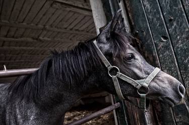 Print of Horse Photography by Jolanta Fabisiak