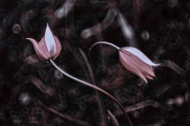 Wild tulips thumb