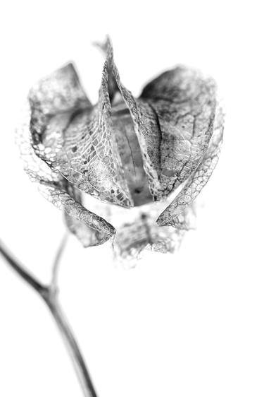 Print of Abstract Botanic Photography by Jolanta Fabisiak