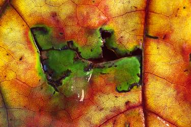 Leaf in  macro photography thumb