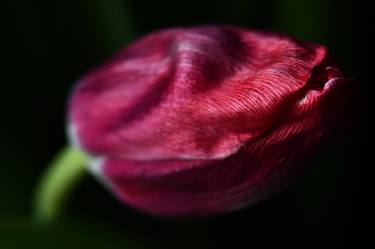 Tulip macro - 2 thumb