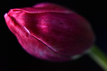 Tulip macro - 3 thumb